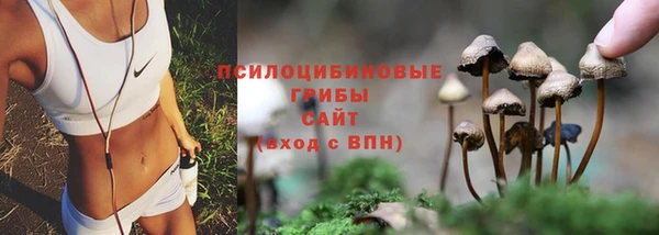 прущие грибы Верея